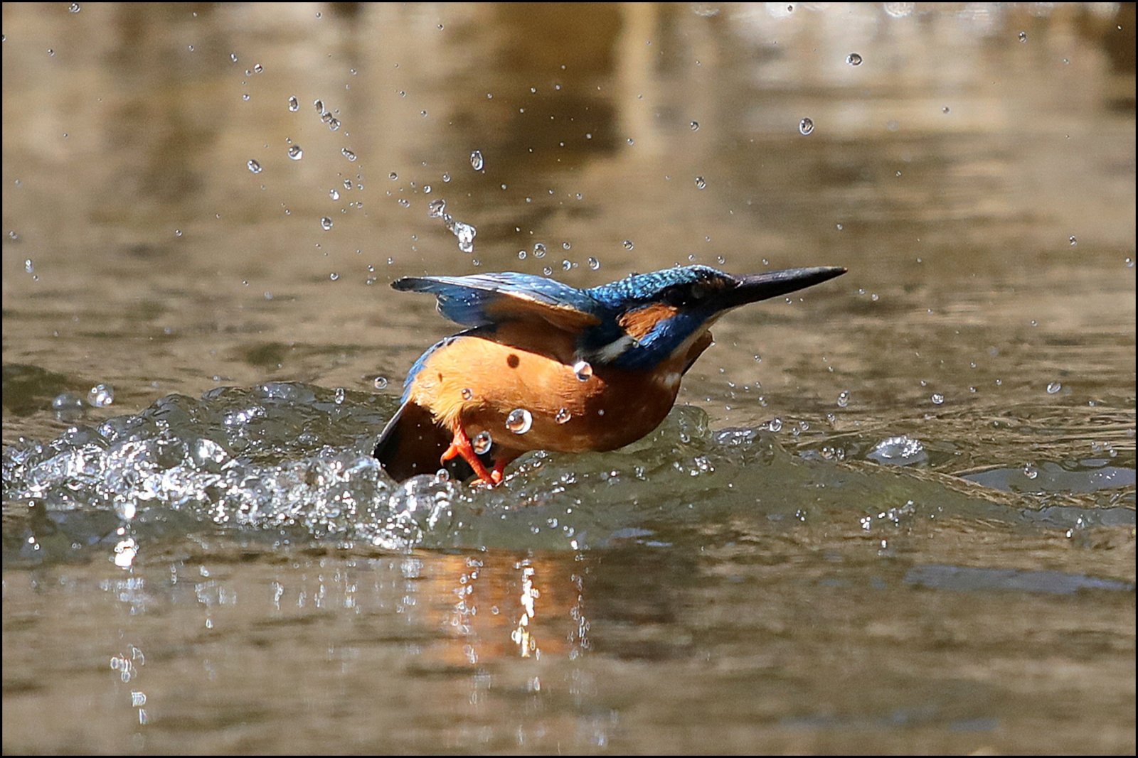 Fonds d'cran Animaux Oiseaux - Martins-pcheurs 