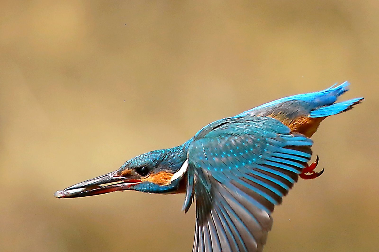 Fonds d'cran Animaux Oiseaux - Martins-pcheurs 