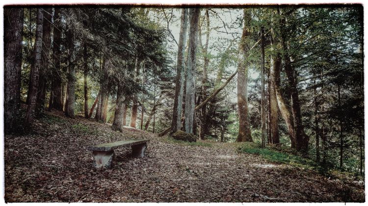 Fonds d'cran Nature Arbres - Forts Le banc dans la forets 