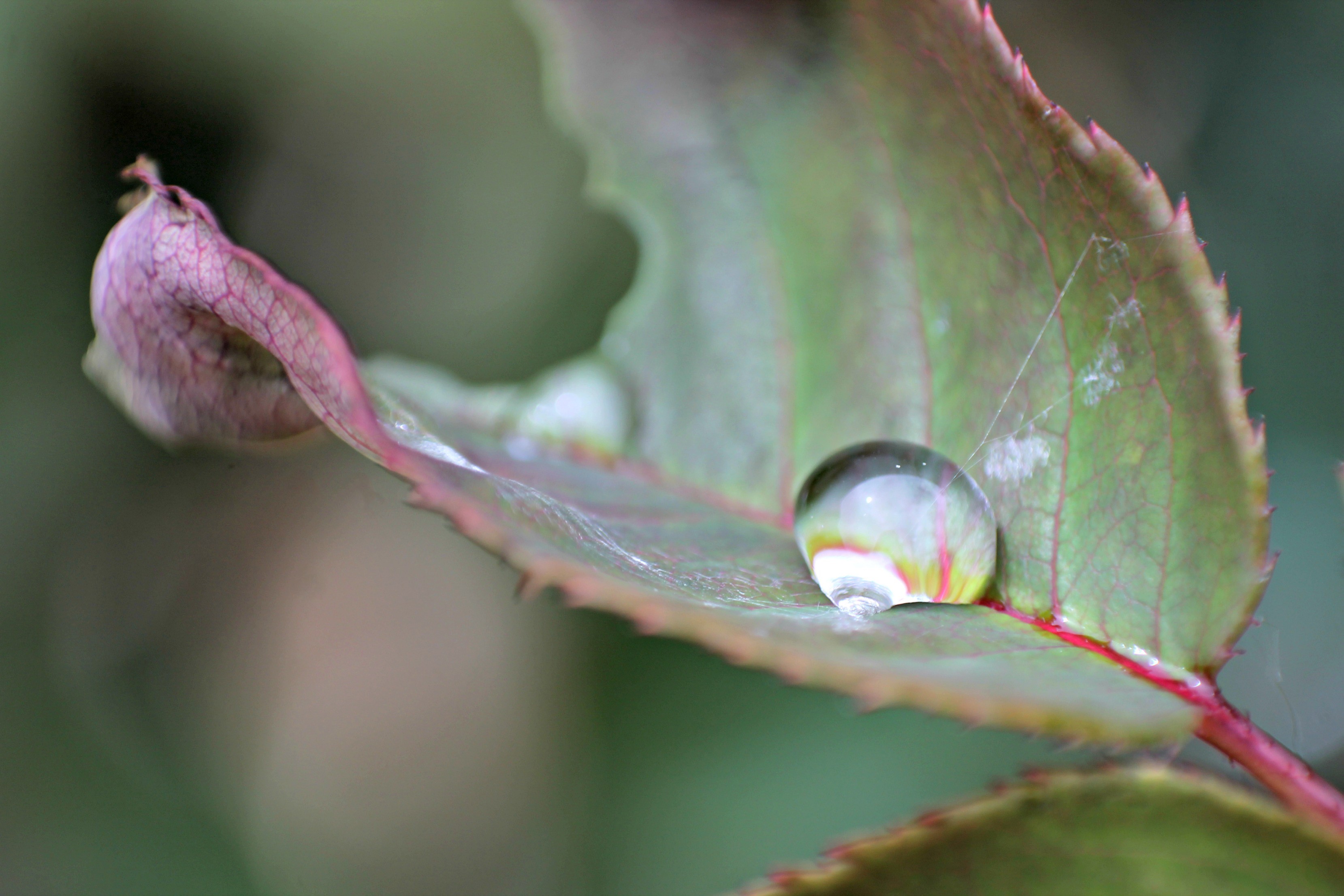 Wallpapers Nature Water - Drops 