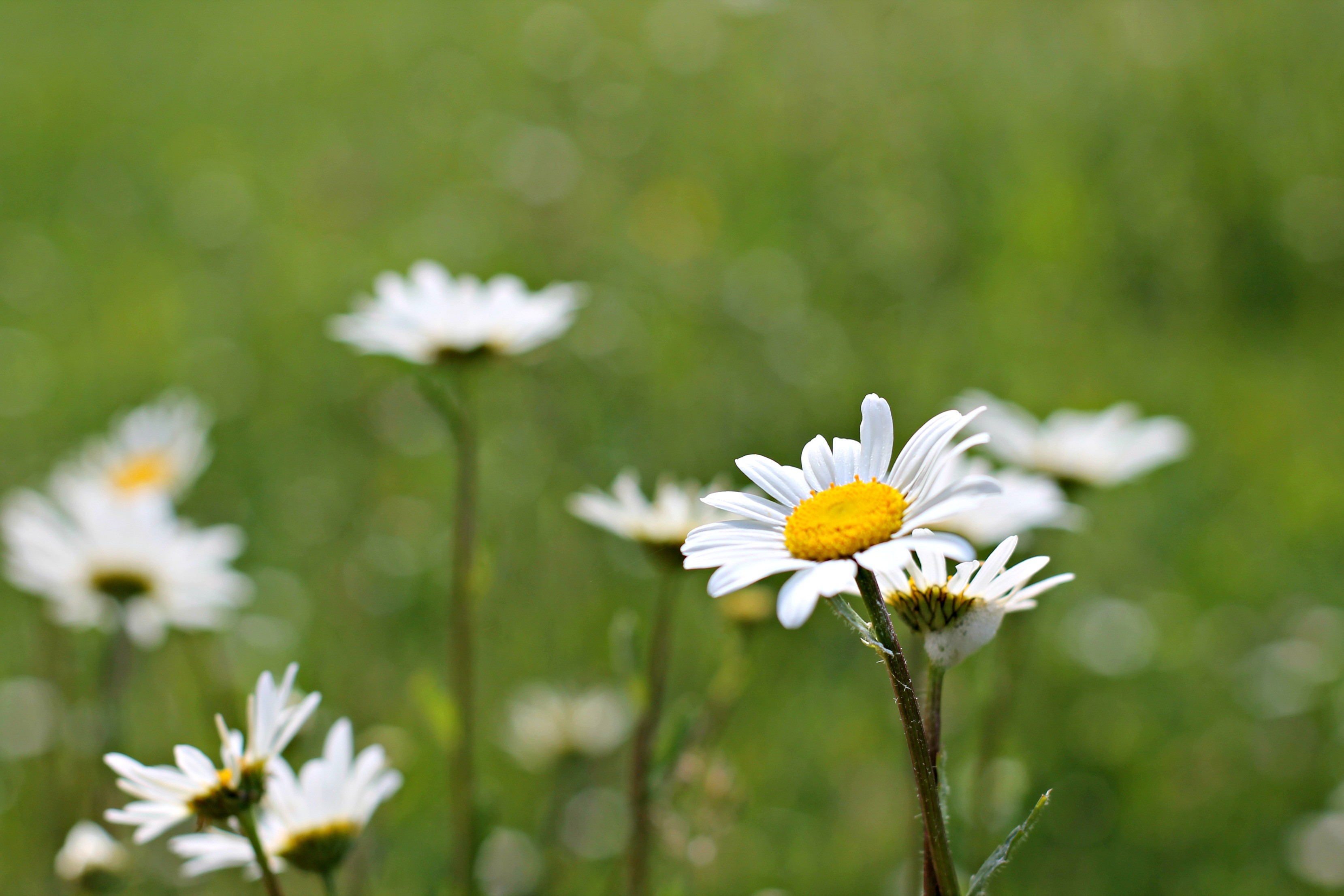 Wallpapers Nature Flowers les marguerites