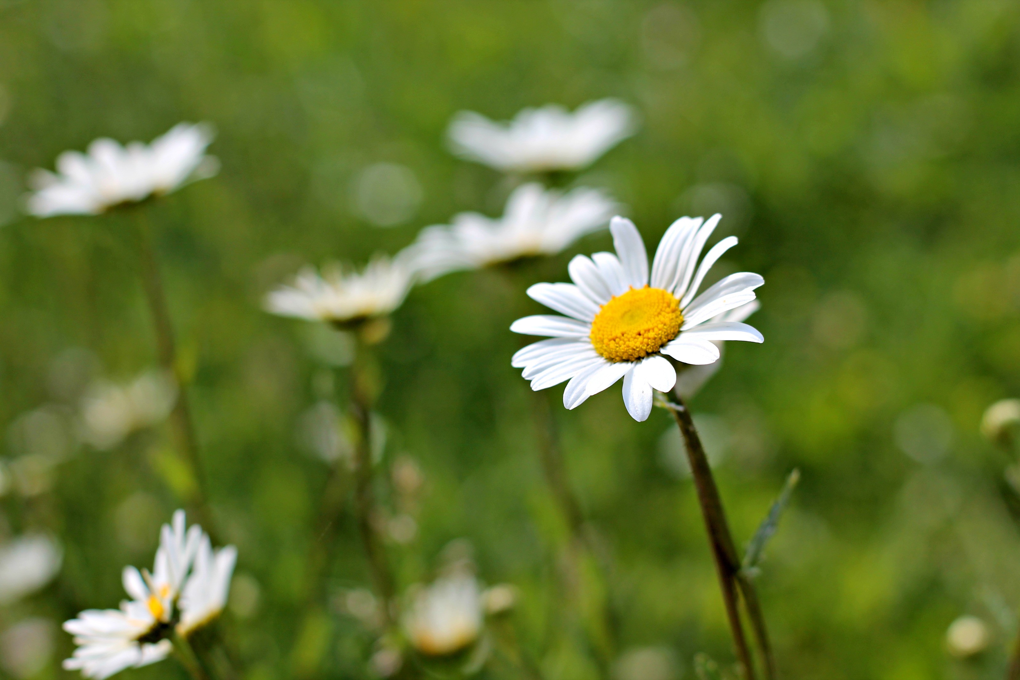 Wallpapers Nature Flowers les marguerites