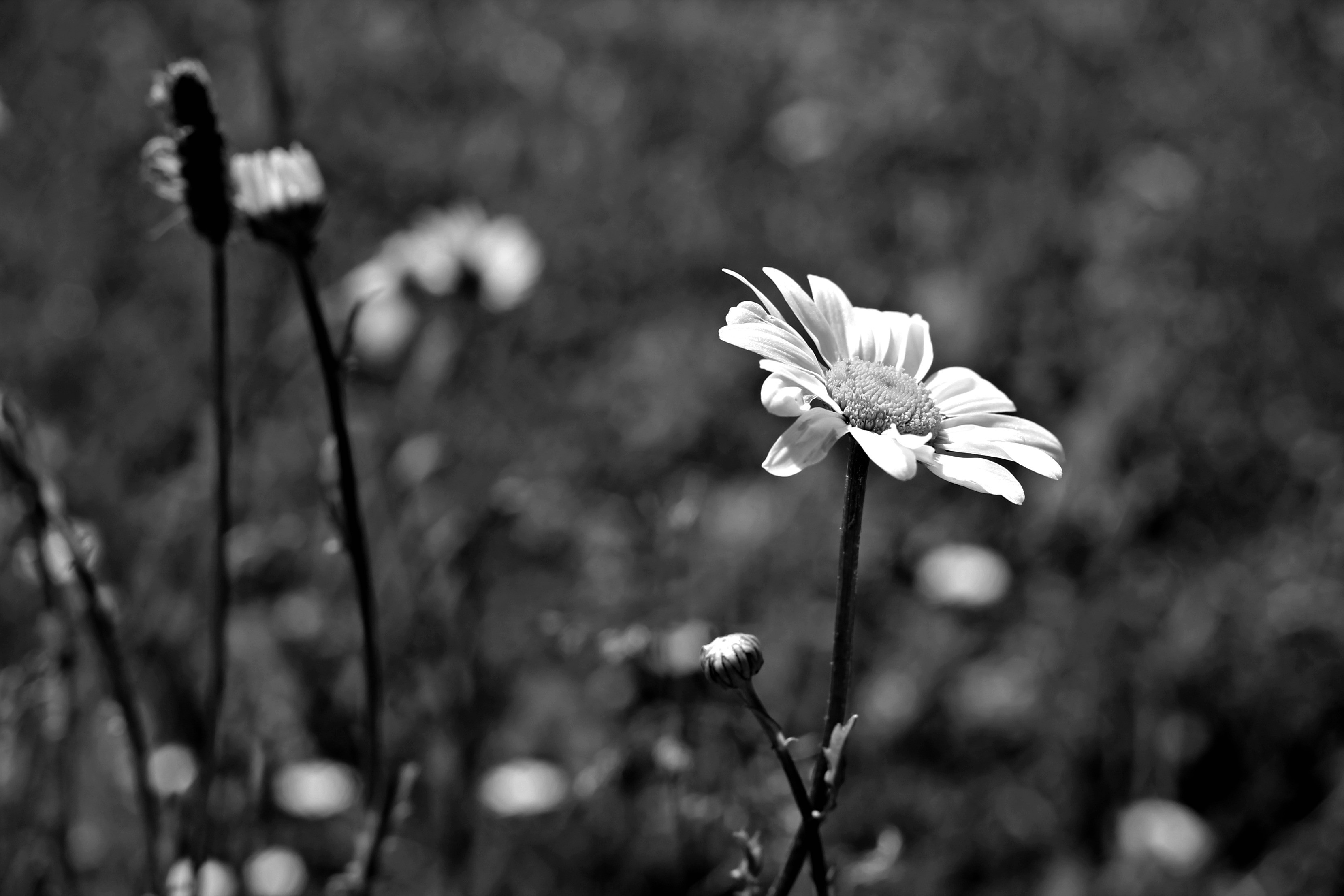 Wallpapers Nature Flowers les marguerites