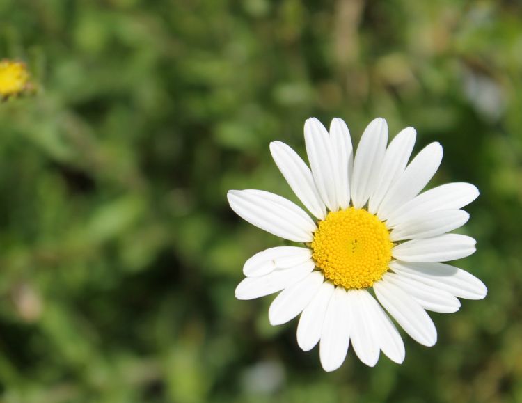 Wallpapers Nature Flowers les marguerites