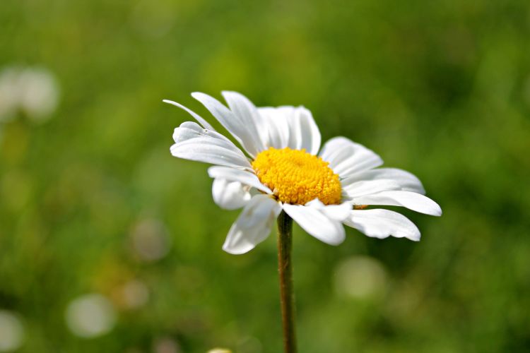 Wallpapers Nature Flowers les marguerites