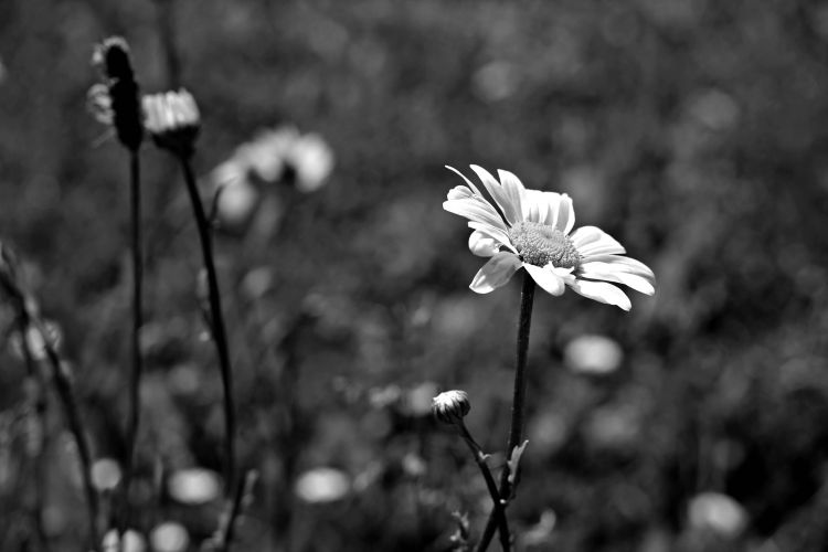 Fonds d'cran Nature Fleurs les marguerites