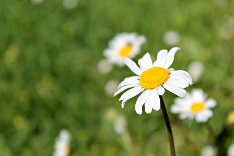 Wallpapers Nature Flowers les marguerites