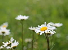  Nature les marguerites