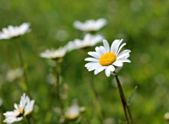  Nature les marguerites