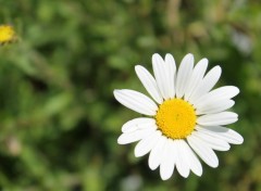  Nature les marguerites