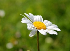  Nature les marguerites