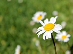  Nature les marguerites