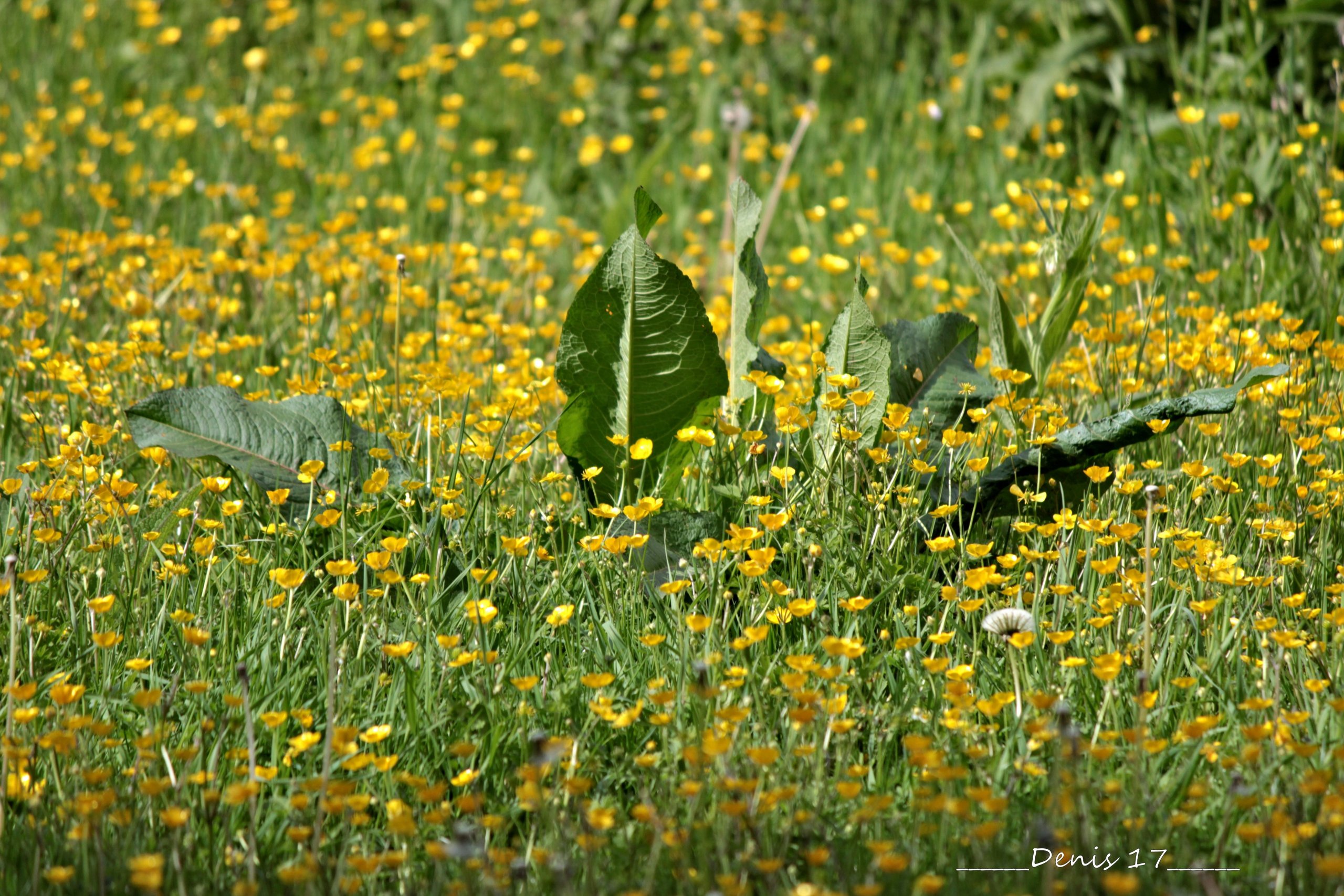 Wallpapers Nature Flowers 