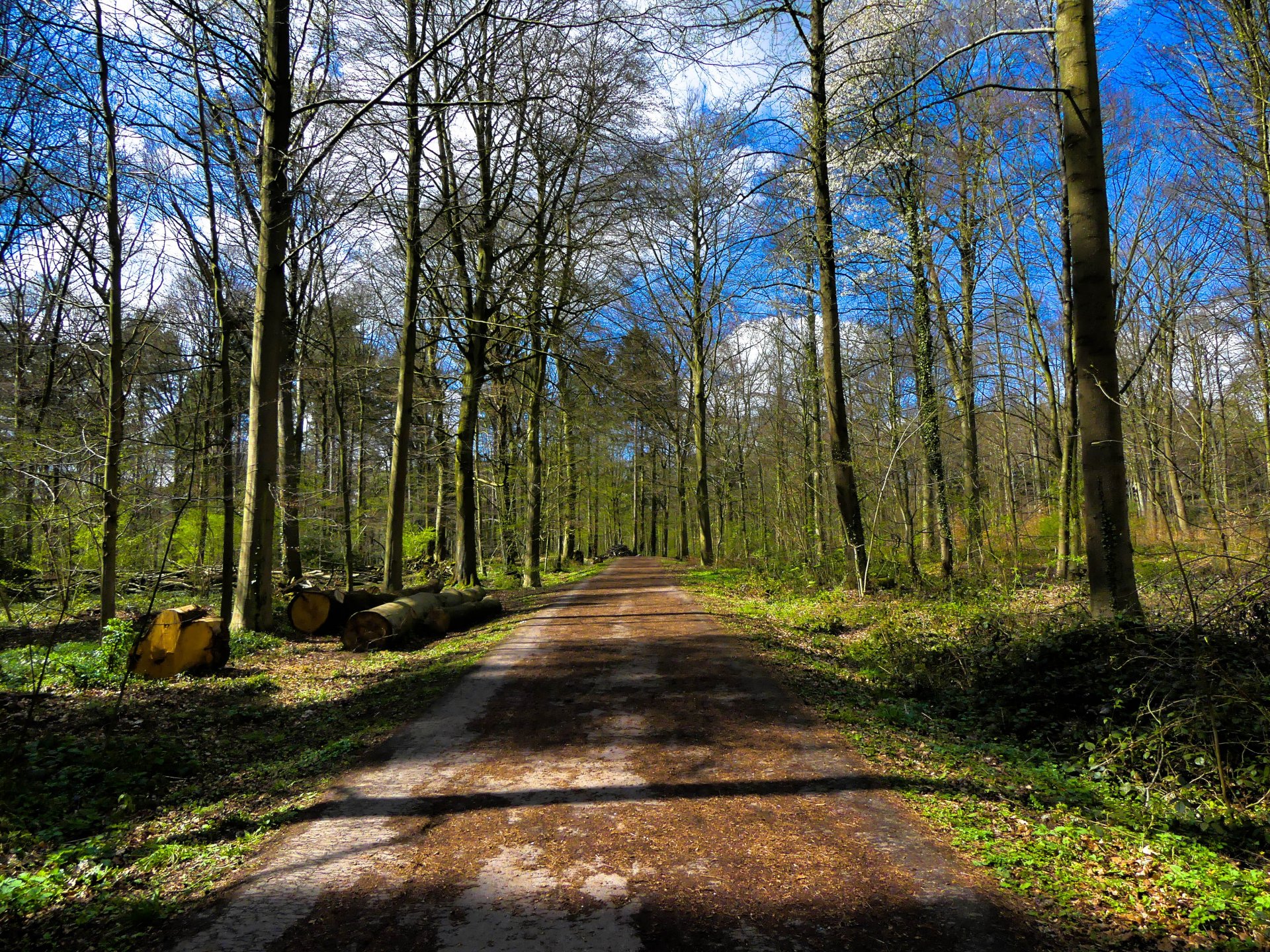 Wallpapers Nature Trees - Forests 