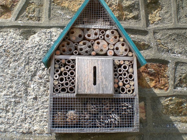 Fonds d'cran Animaux Insectes - Divers Rserve de nourriture de petits bourdons