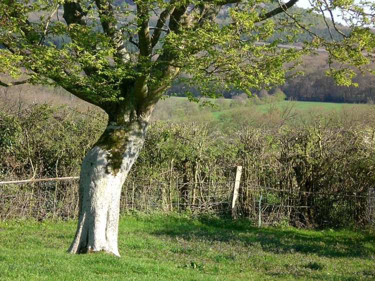 Fonds d'cran Nature Arbres - Forts Mamafatou