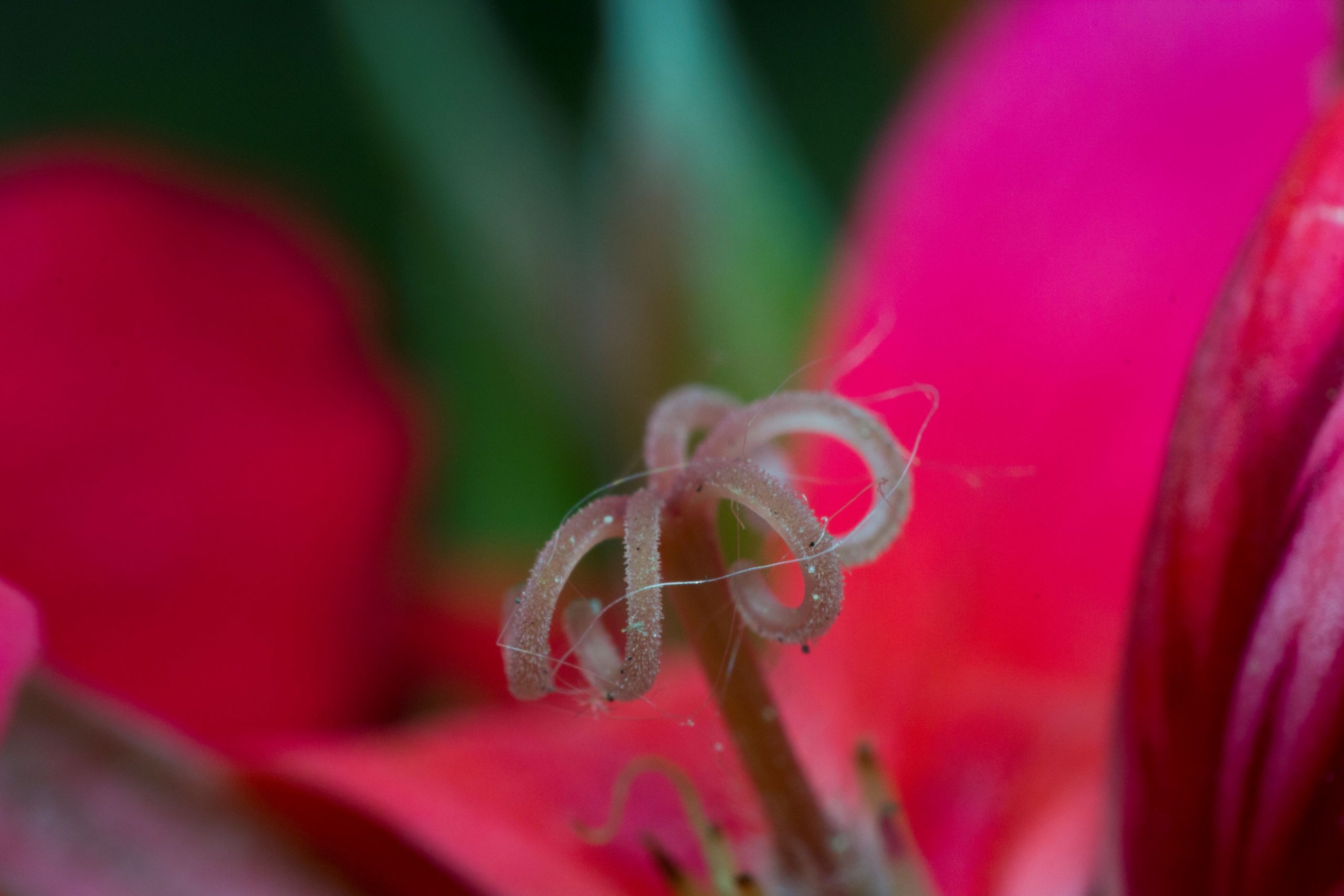 Fonds d'cran Nature Fleurs 