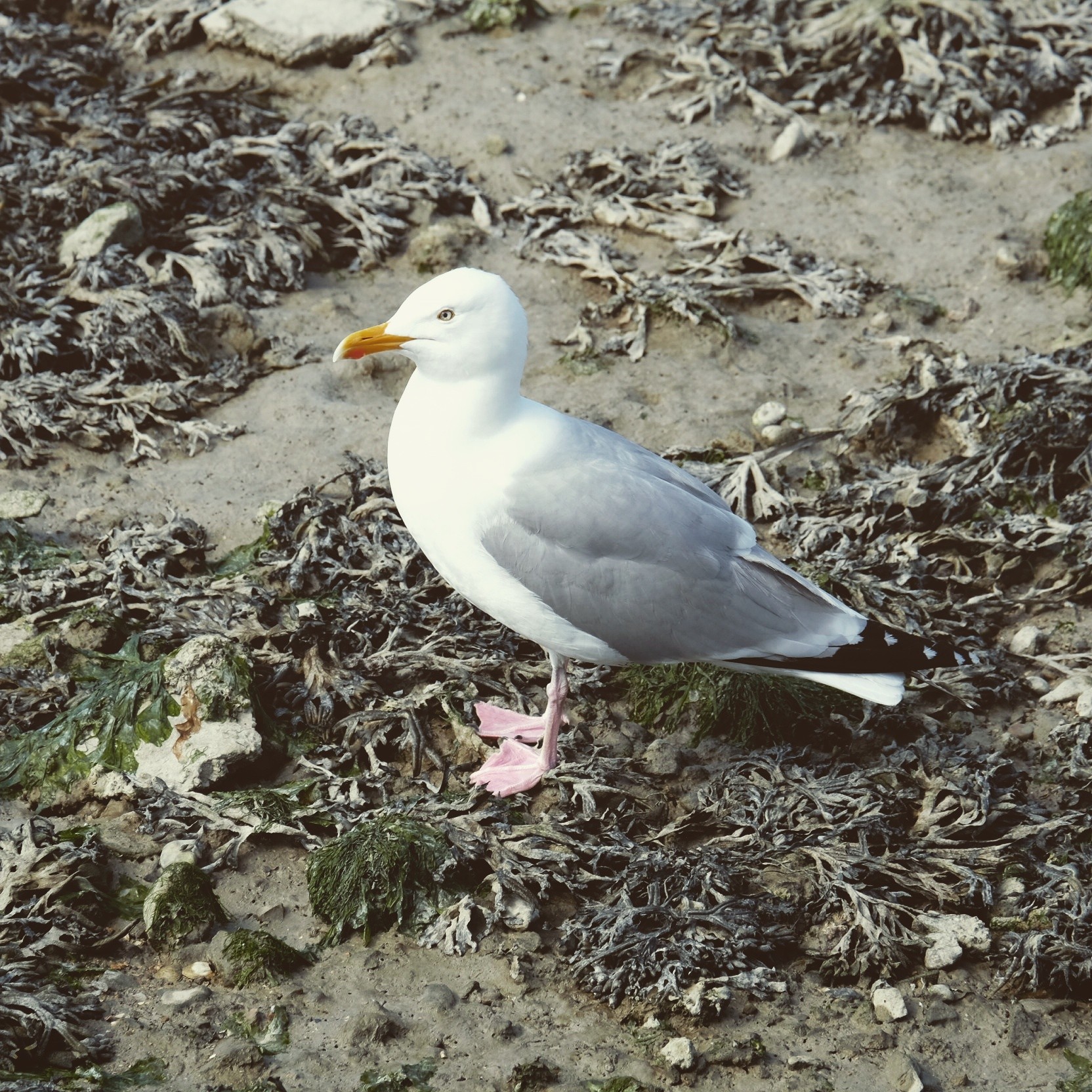 Fonds d'cran Animaux Oiseaux - Mouettes et Golands 