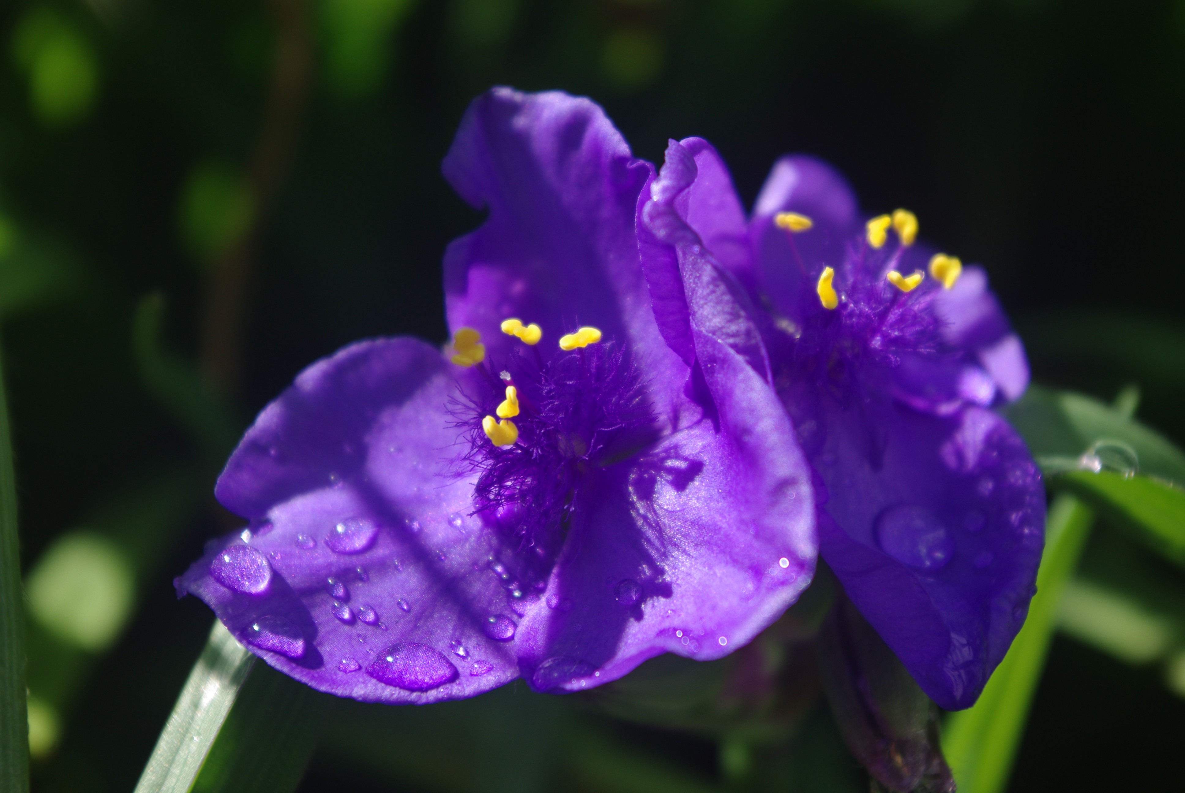 Fonds d'cran Nature Fleurs 