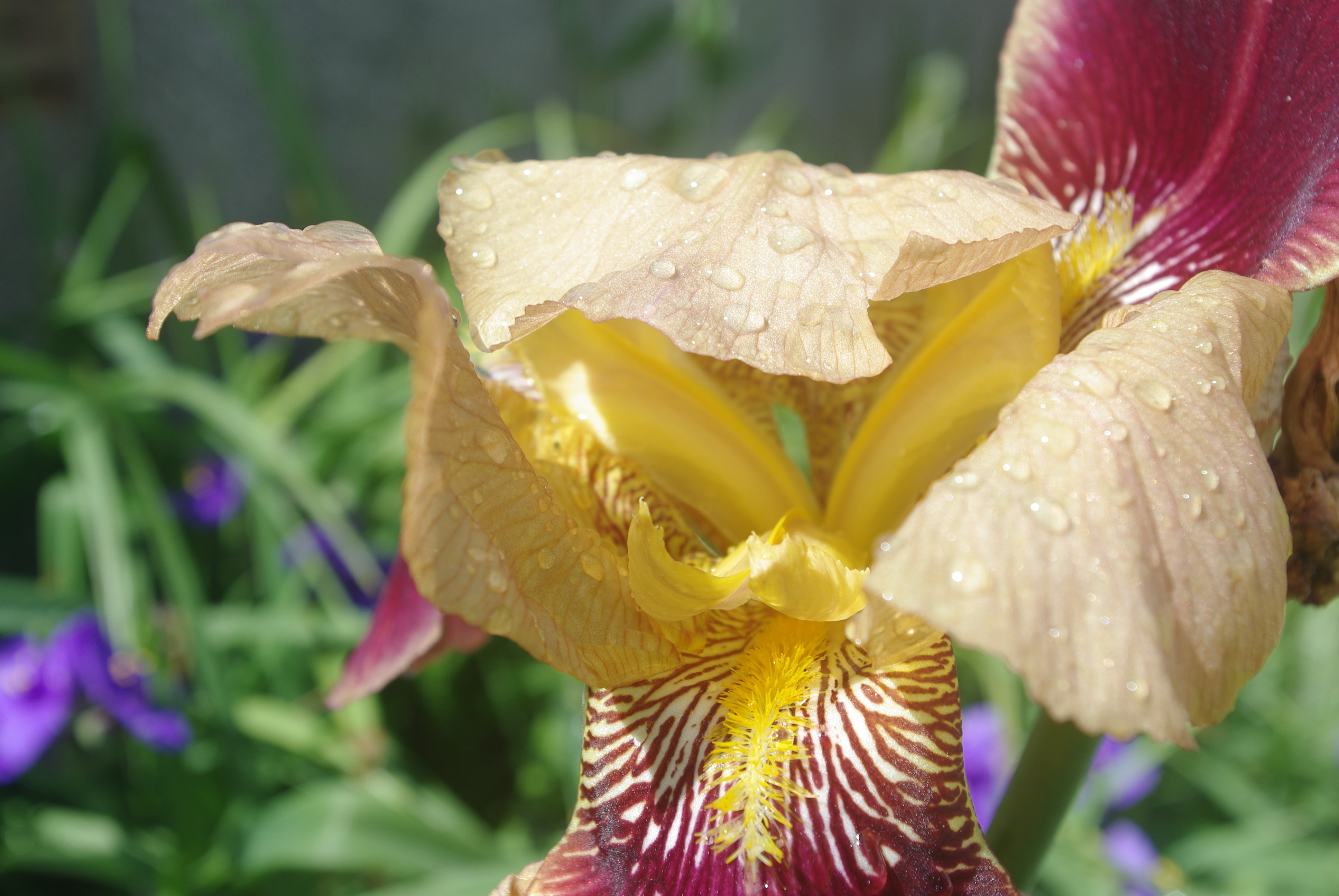 Fonds d'cran Nature Fleurs 