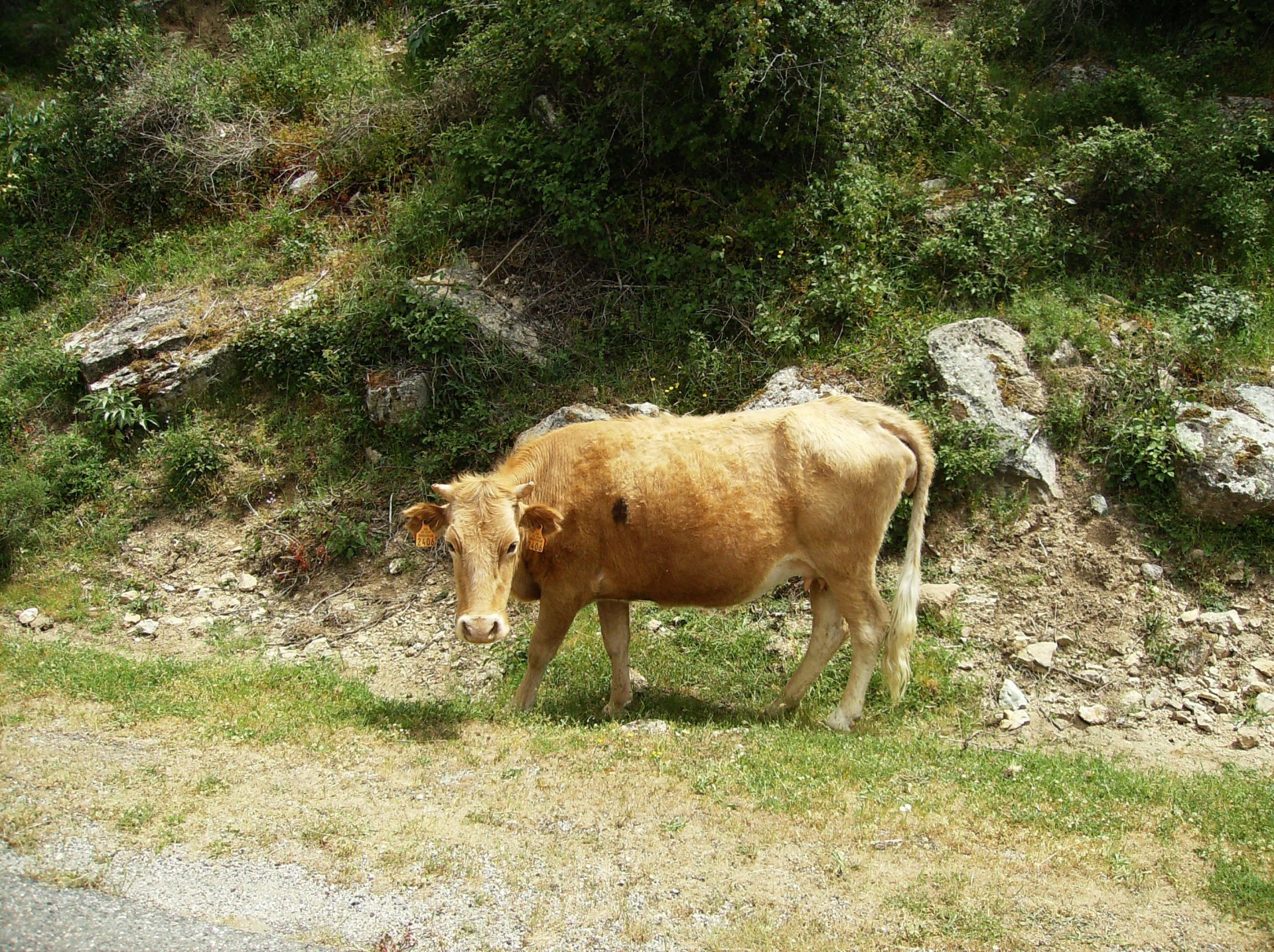 Fonds d'cran Animaux Vaches - Taureaux - Boeufs Nature