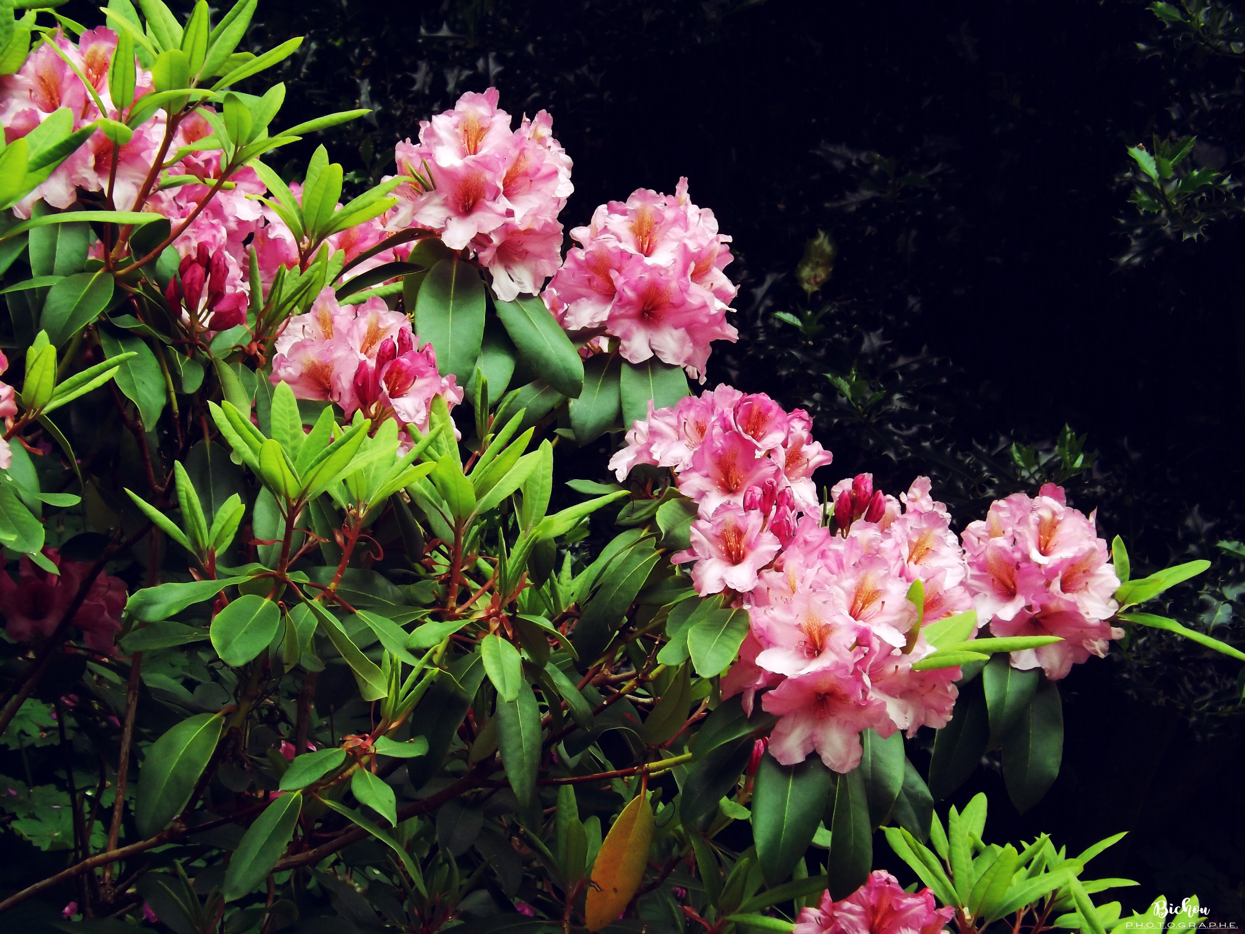 Fonds d'cran Nature Fleurs 