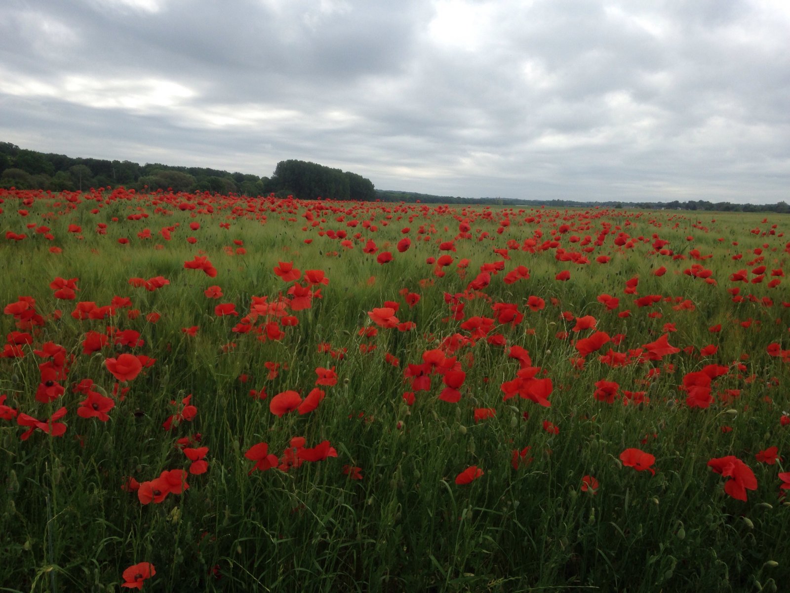 Fonds d'cran Nature Fleurs 