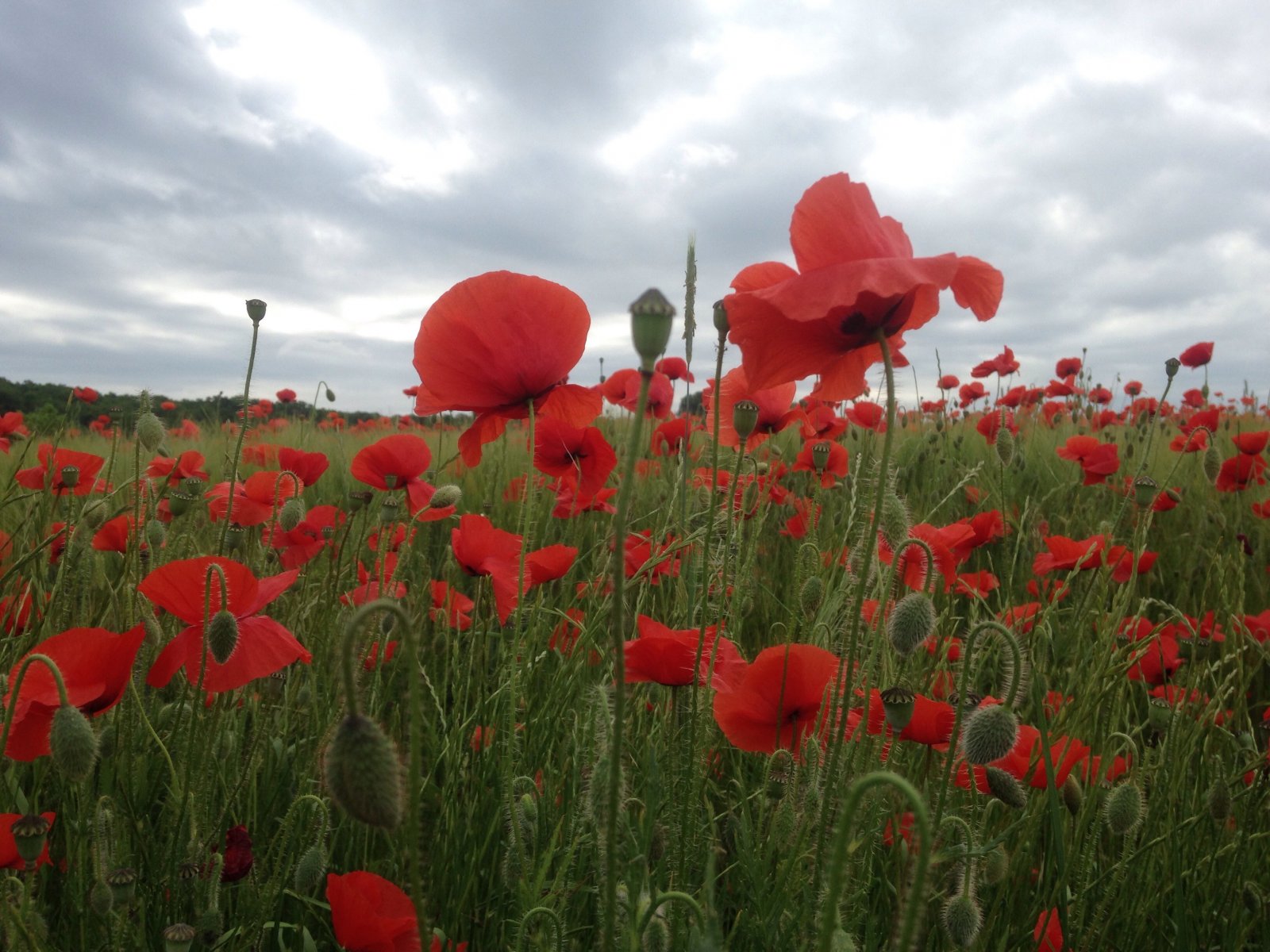 Fonds d'cran Nature Fleurs 