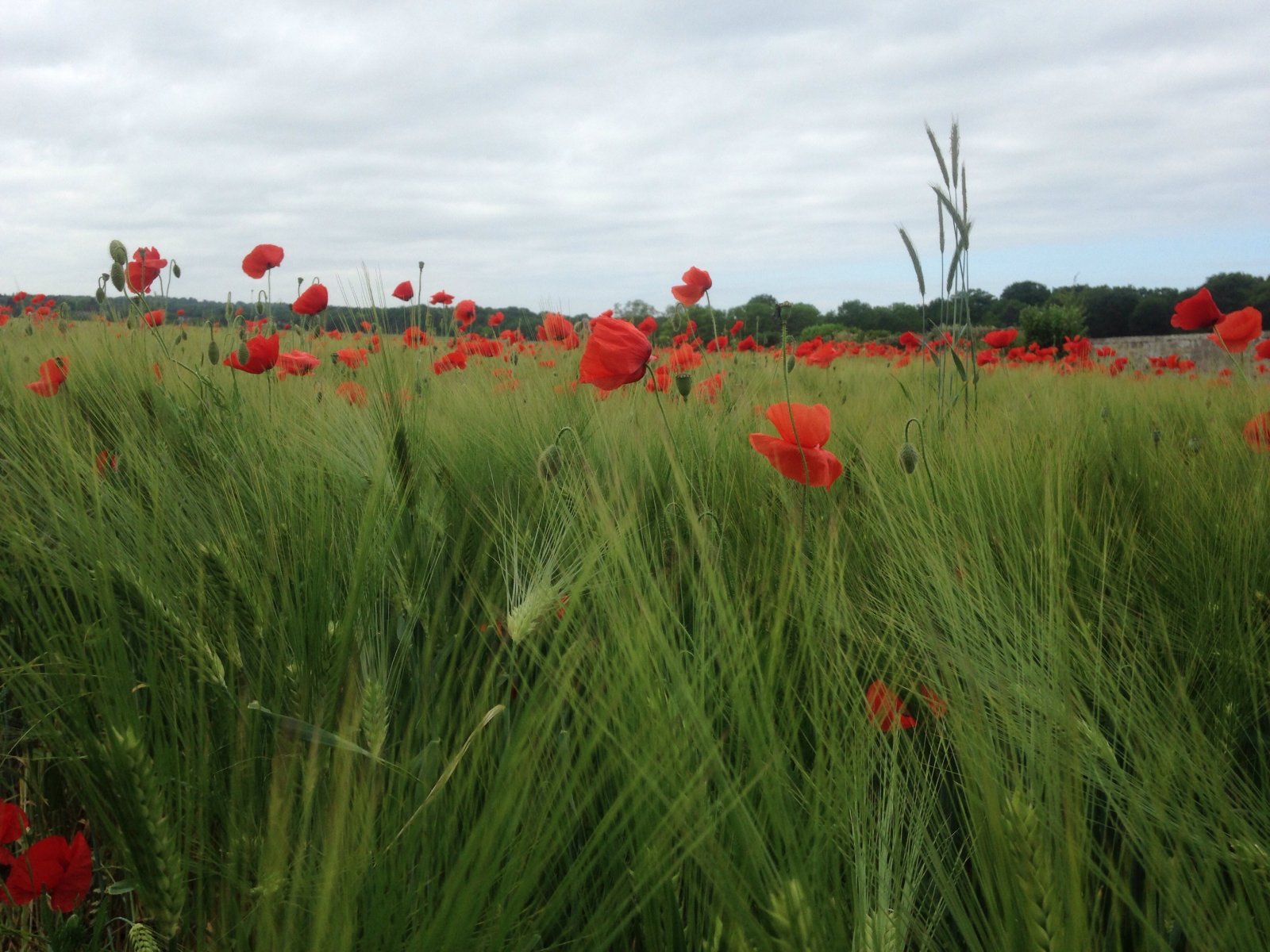 Fonds d'cran Nature Fleurs 