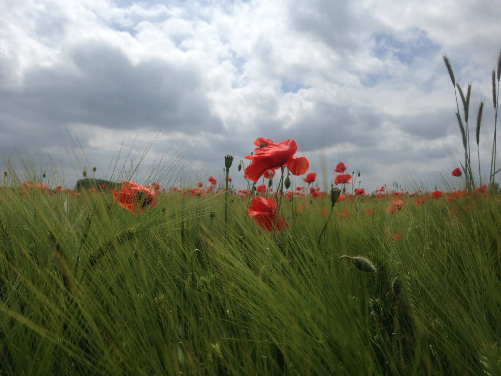 Fonds d'cran Nature Fleurs 