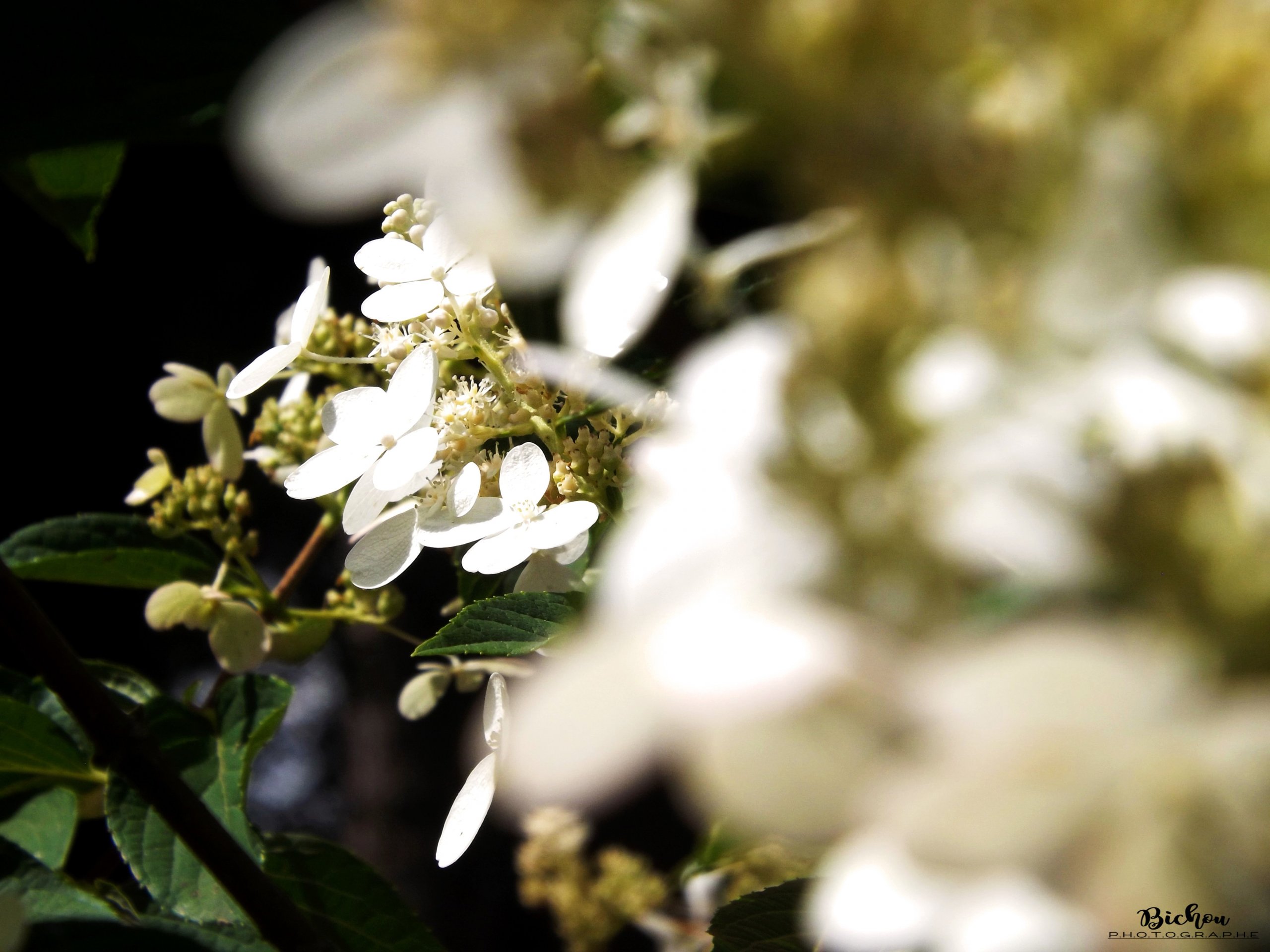 Fonds d'cran Nature Fleurs 