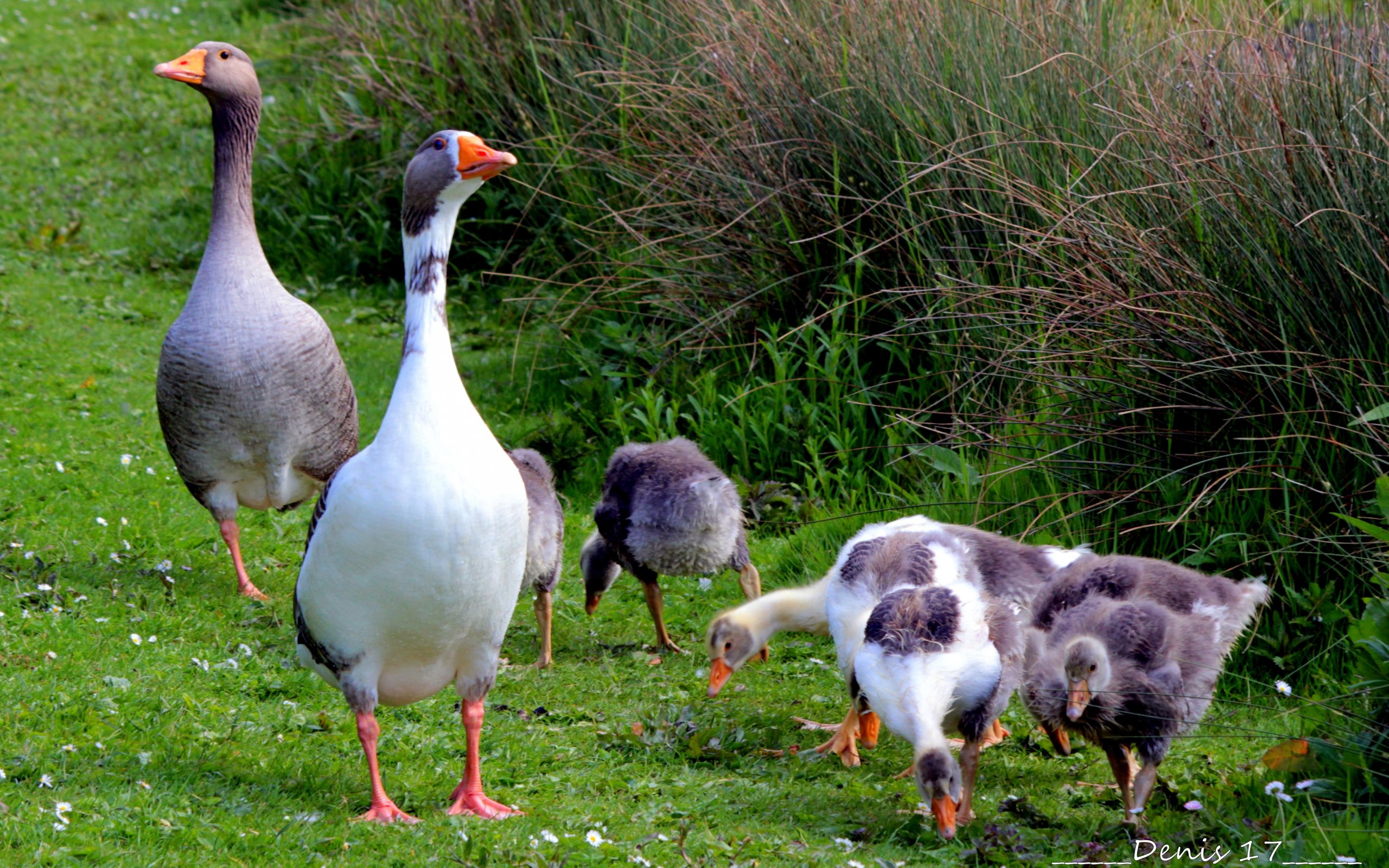 Wallpapers Animals Birds - Geese 