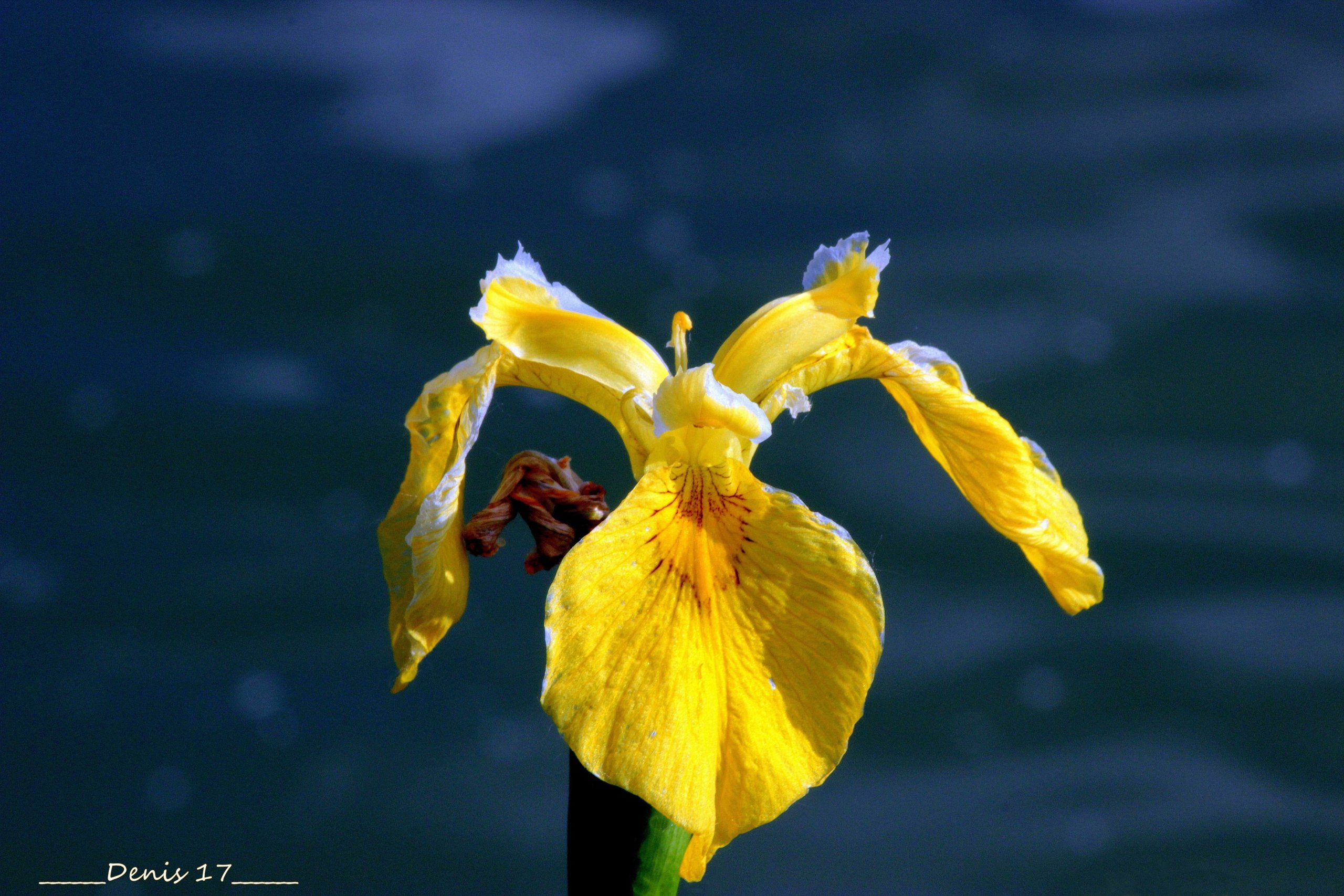 Fonds d'cran Nature Fleurs 