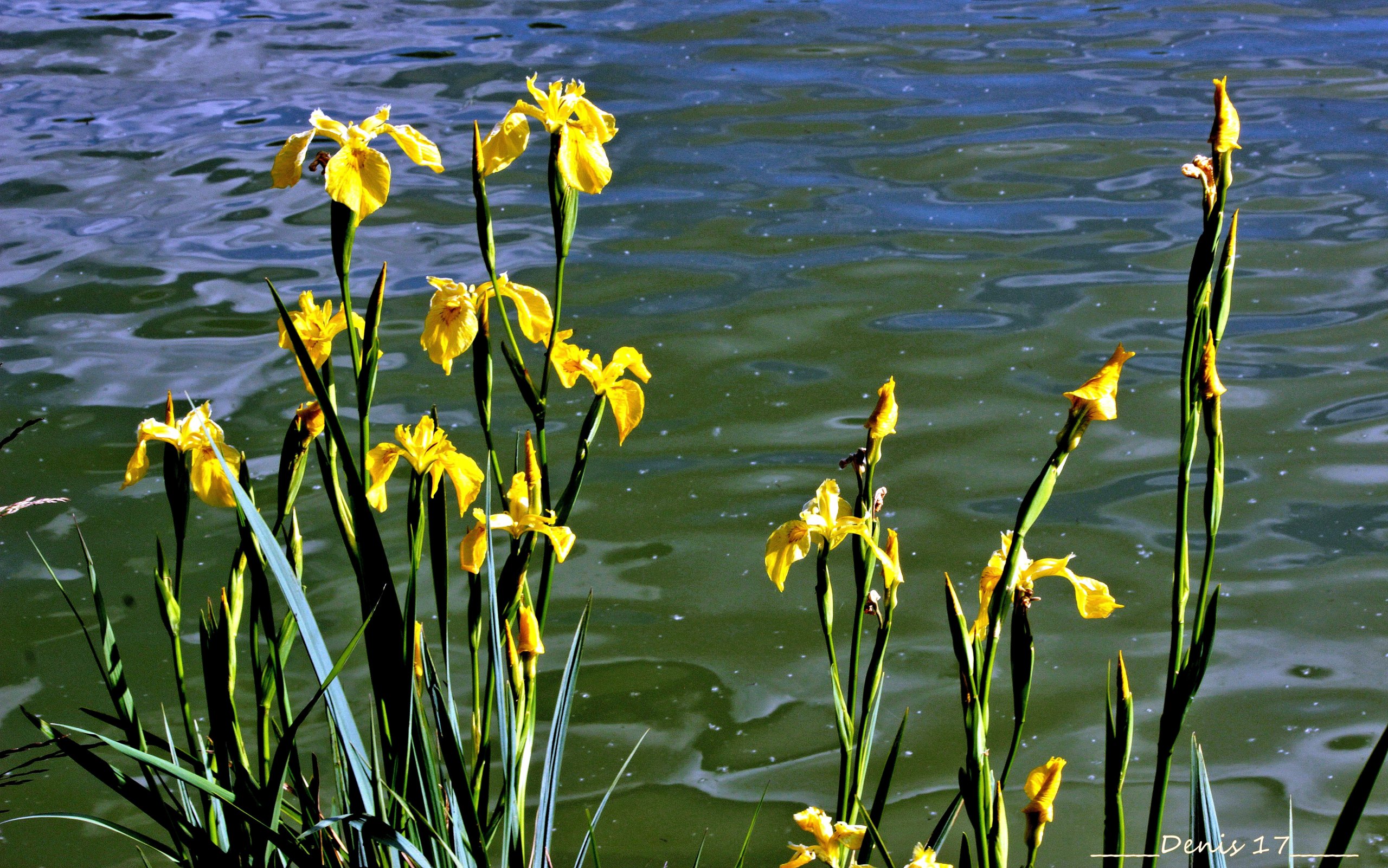 Fonds d'cran Nature Fleurs 