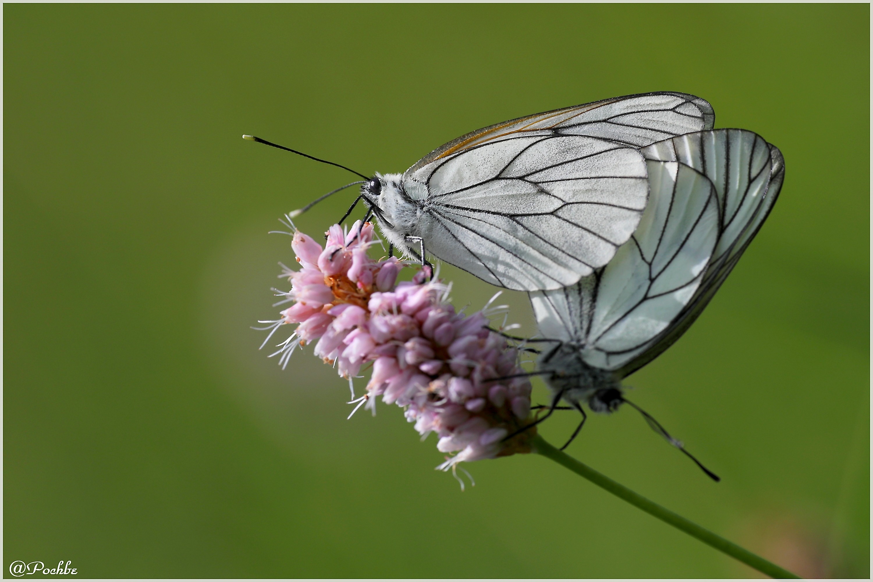 Fonds d'cran Animaux Insectes - Papillons 