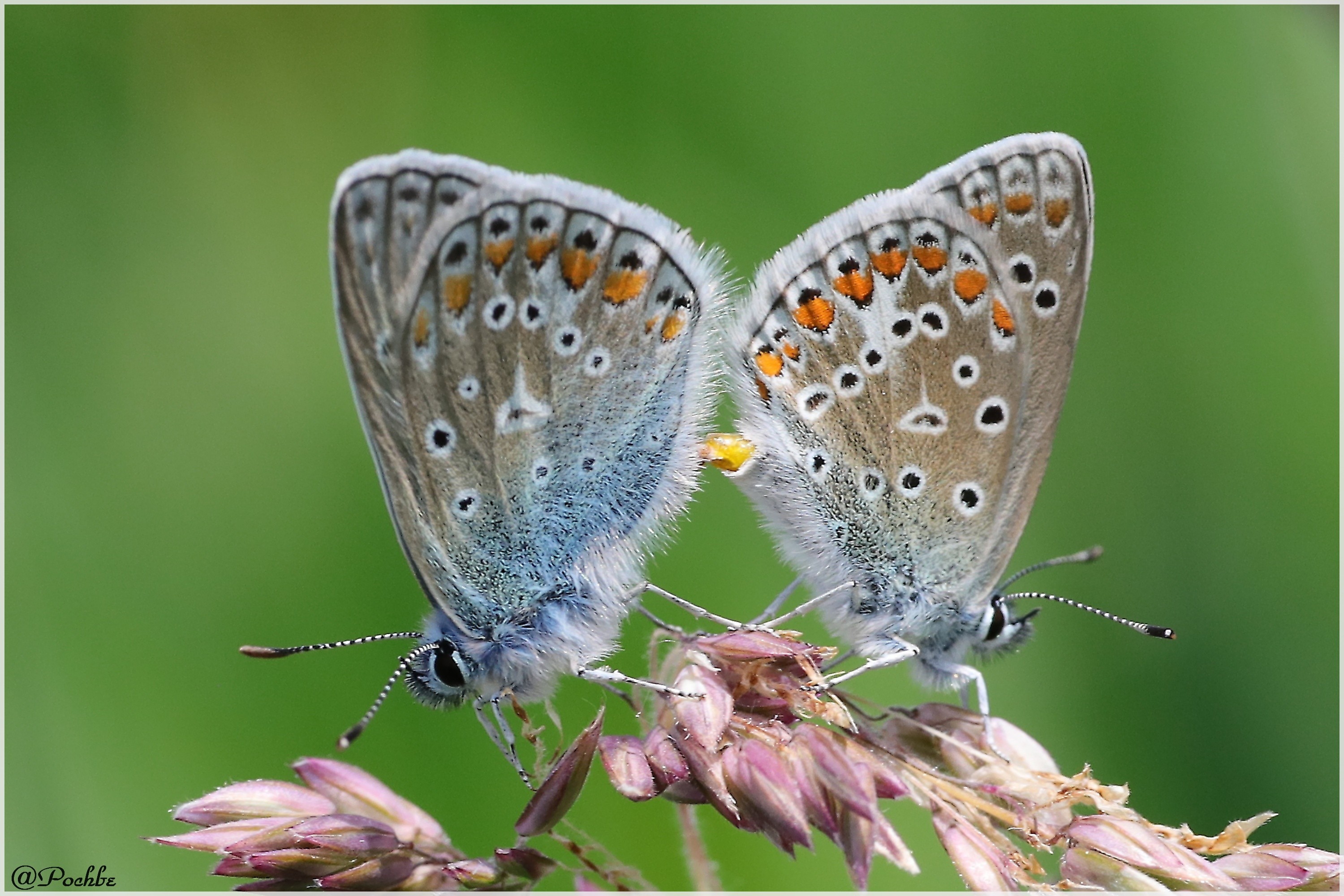 Fonds d'cran Animaux Insectes - Papillons 