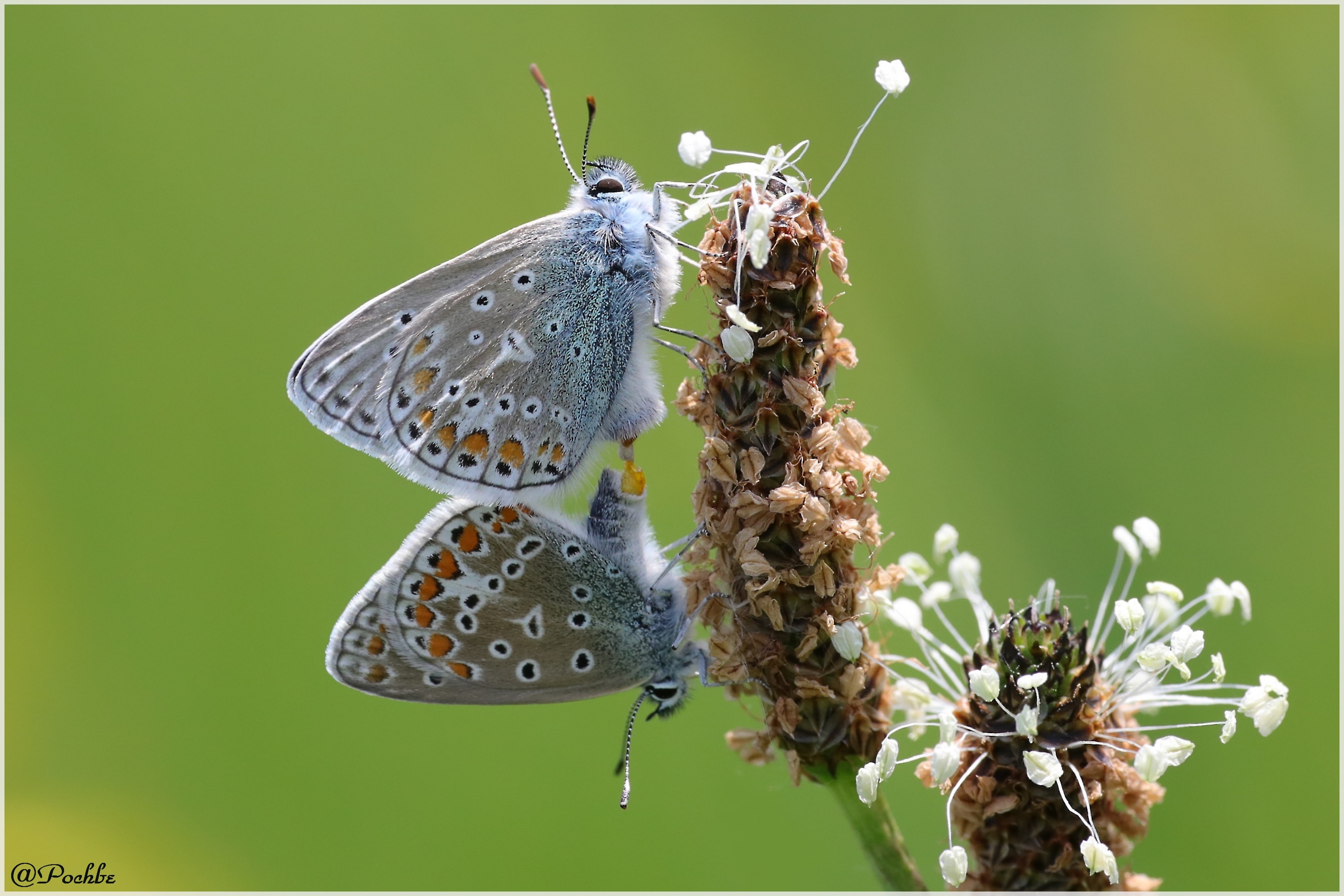 Wallpapers Animals Insects - Butterflies 