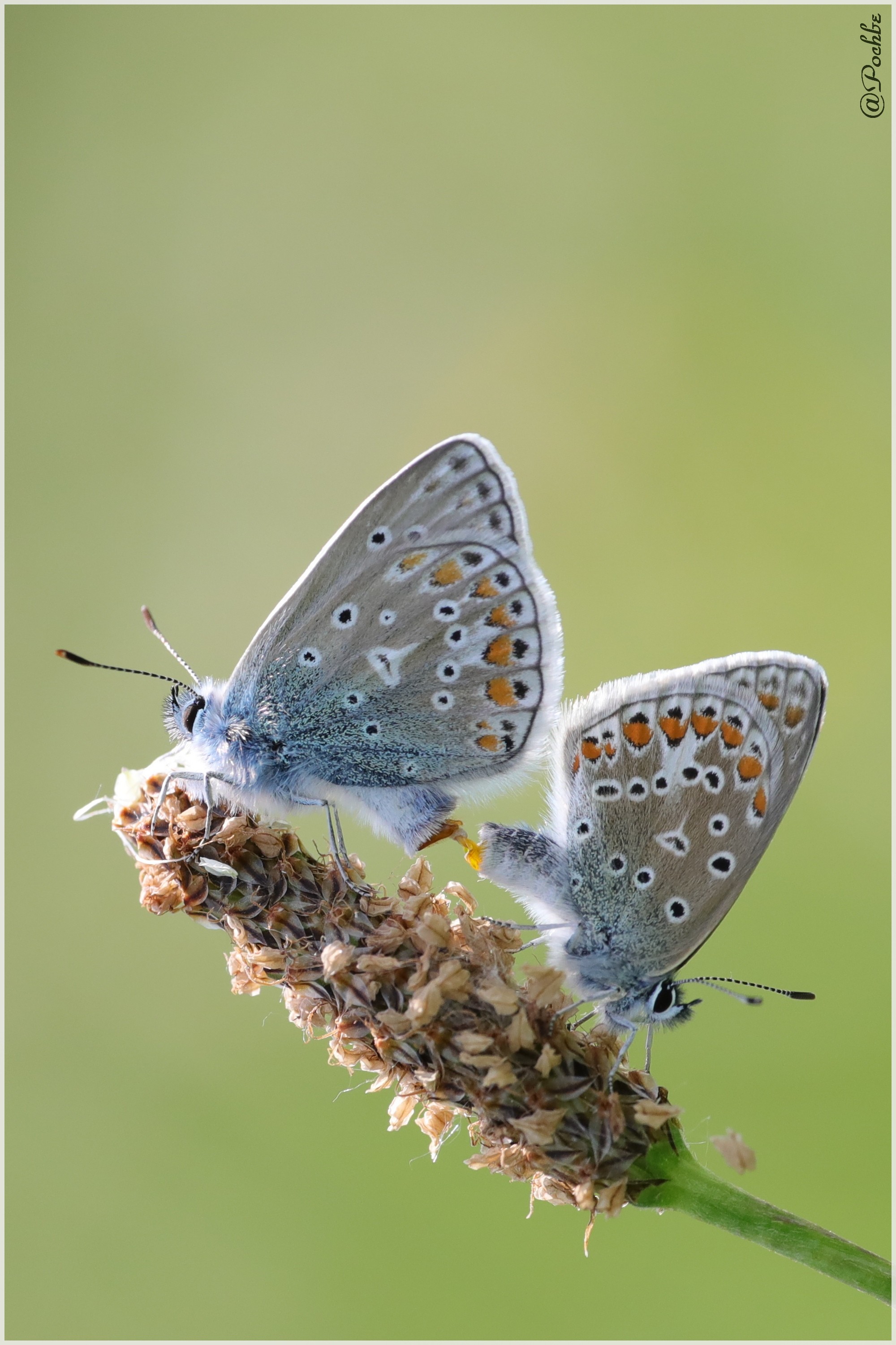 Wallpapers Animals Insects - Butterflies 