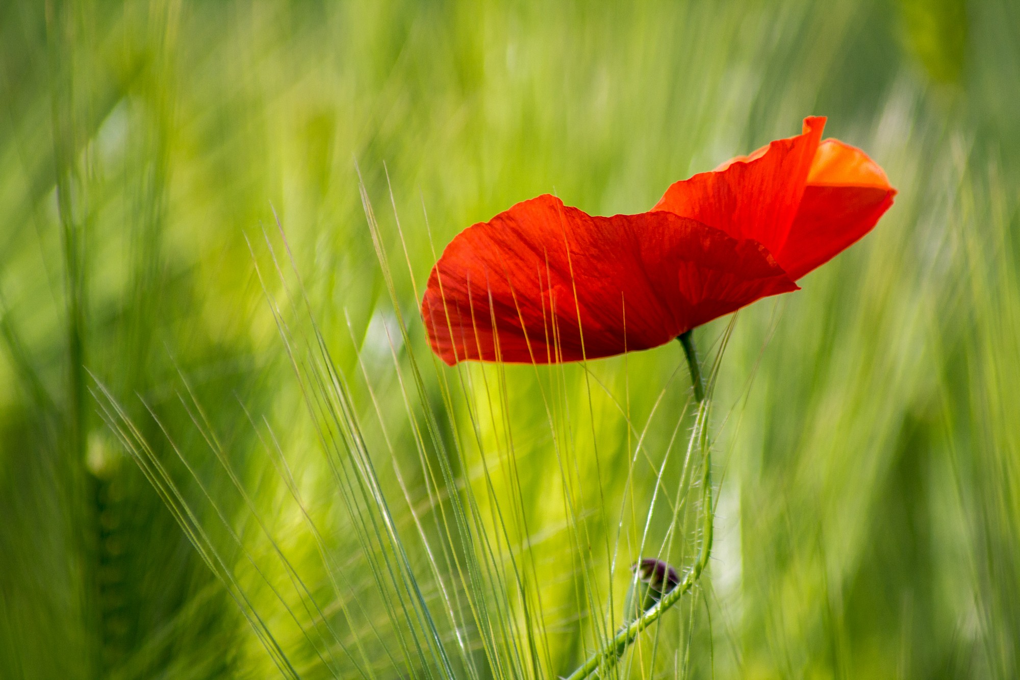 Fonds d'cran Nature Fleurs 