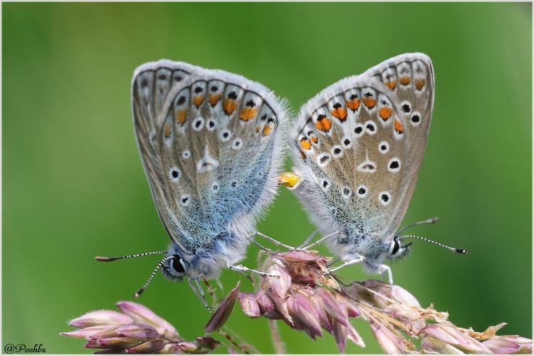 Fonds d'cran Animaux Insectes - Papillons Wallpaper N447778