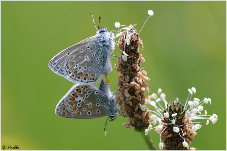 Fonds d'cran Animaux Insectes - Papillons Wallpaper N447781