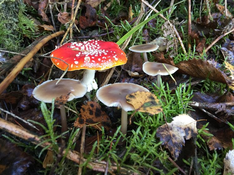 Fonds d'cran Nature Champignons Champignons couleurs de l'automne