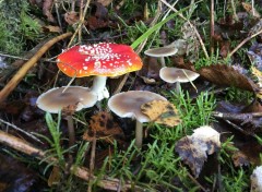  Nature Champignons couleurs de l'automne