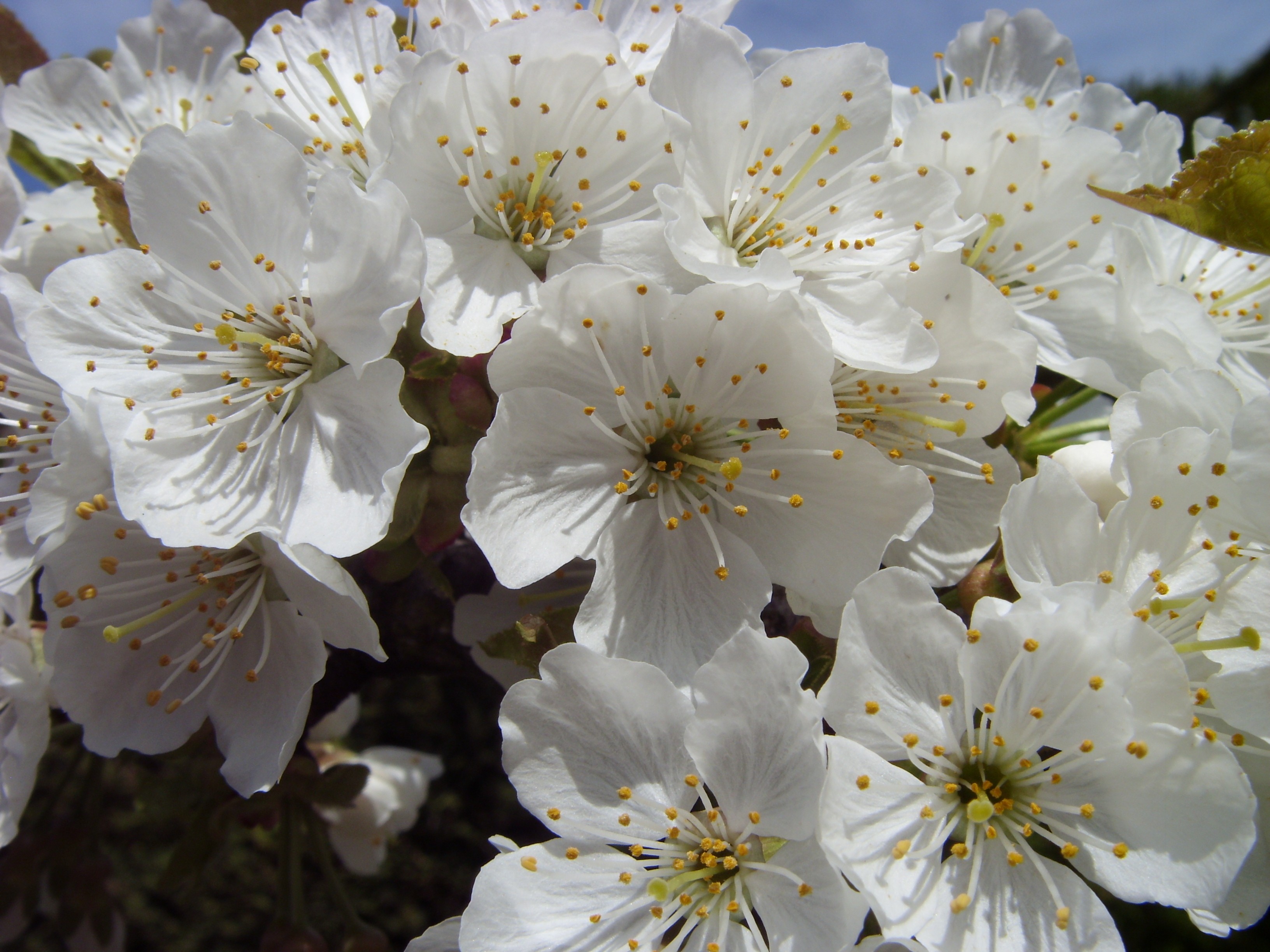 Wallpapers Nature Flowers 