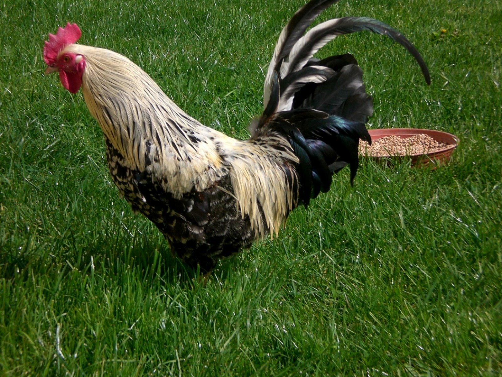 Fonds d'cran Animaux Oiseaux - Poules et Coqs Coco ballade