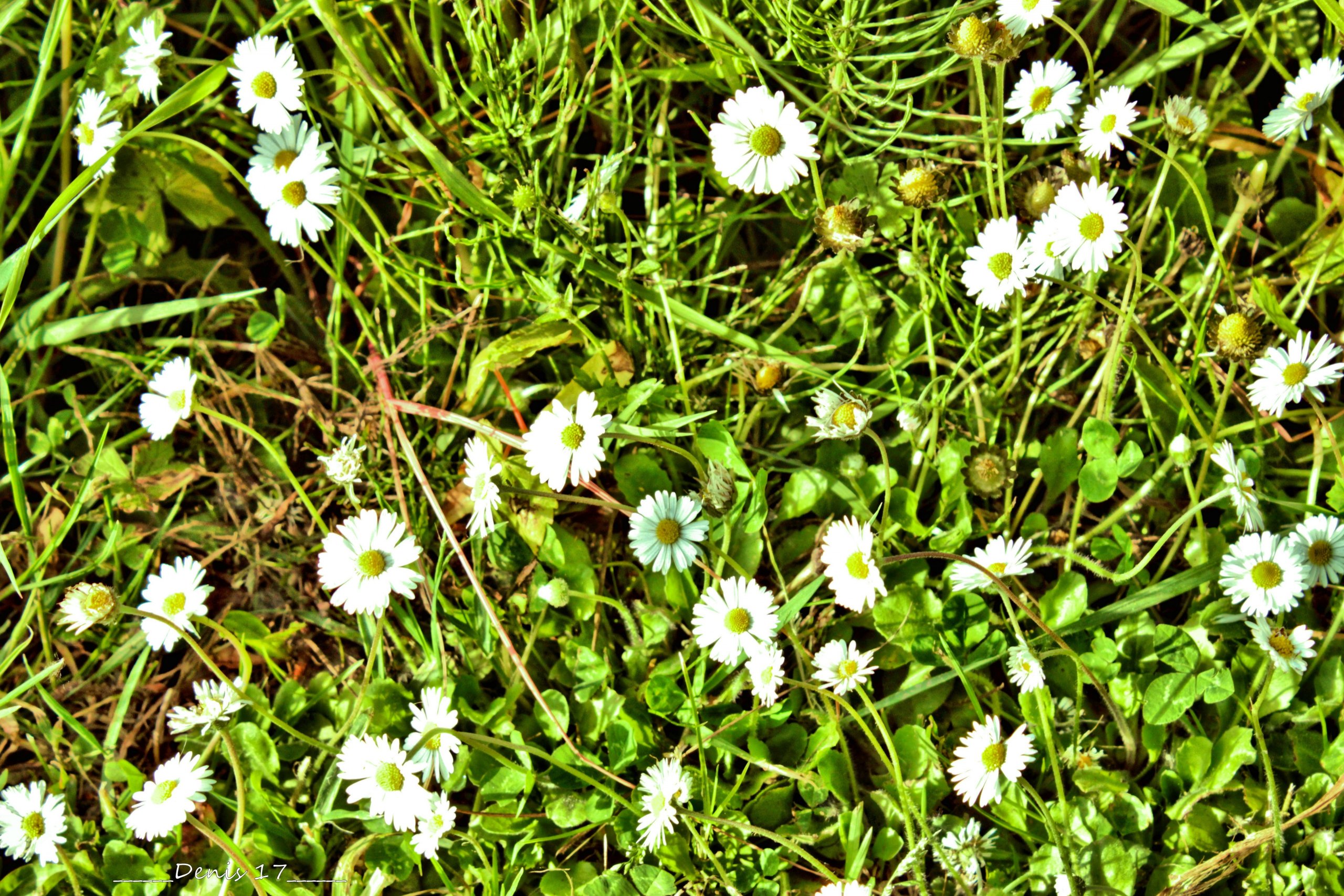 Fonds d'cran Nature Fleurs 