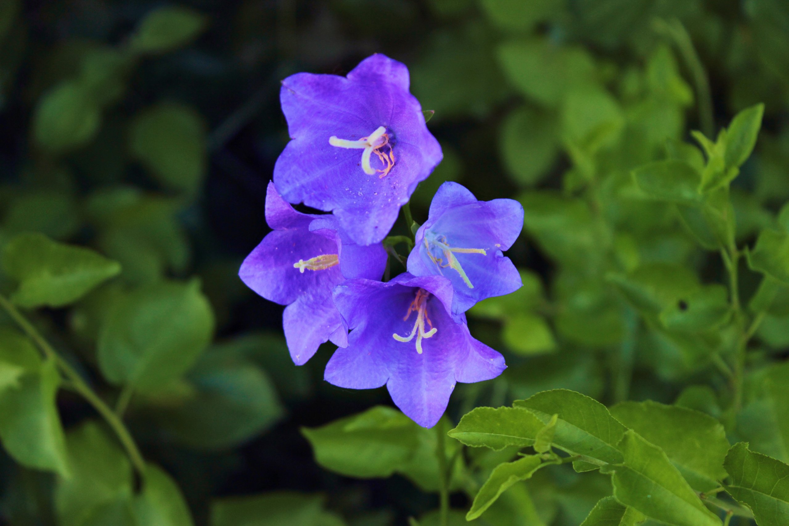 Fonds d'cran Nature Fleurs 