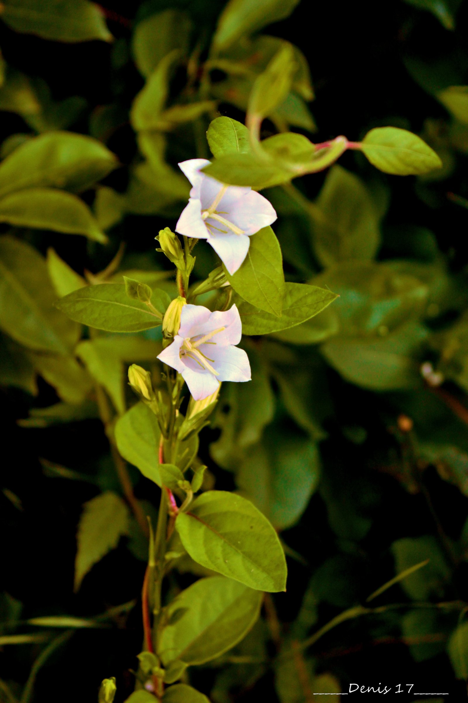 Fonds d'cran Nature Fleurs 