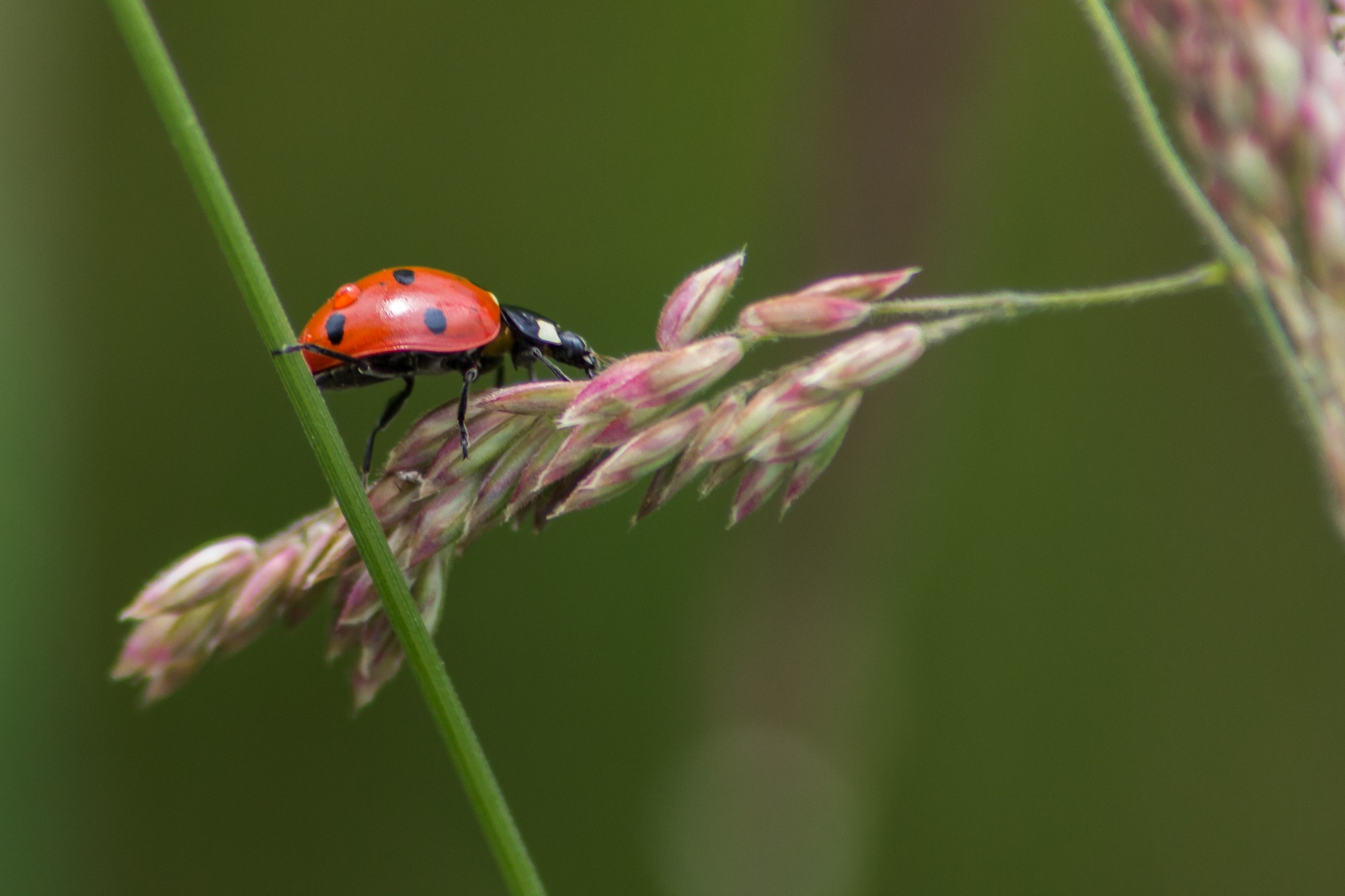 Fonds d'cran Animaux Insectes - Coccinelles 