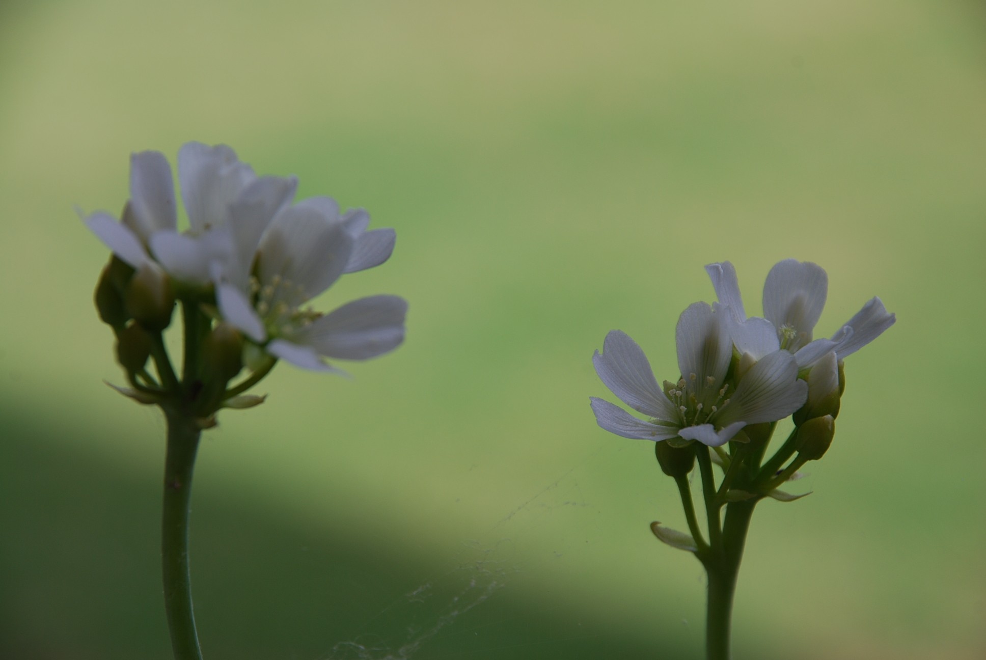 Fonds d'cran Nature Fleurs dionée